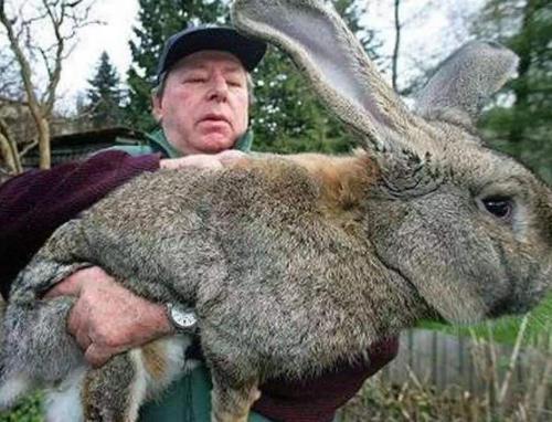 属兔的多大了 87年属兔36岁有一灾，87年属兔人最穷不过36岁黄历凶吉