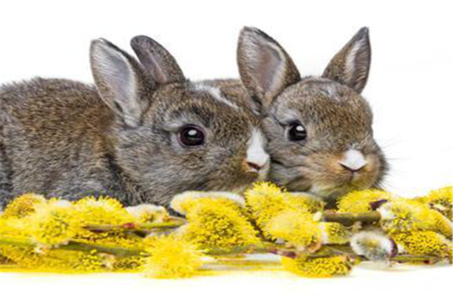 属兔和属兔的婚姻相配吗_男兔女狗婚姻相配好吗_兔和猴相配婚姻如何