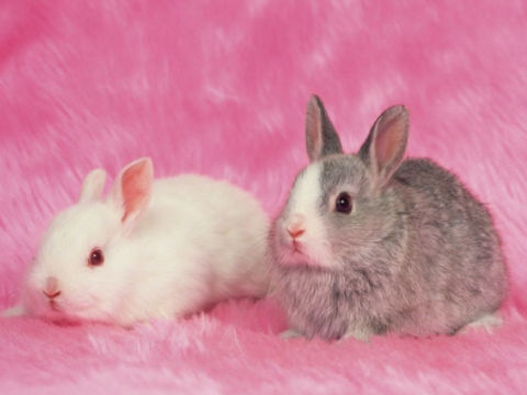 属兔人出生在农历三月份会有富贵命的月份
