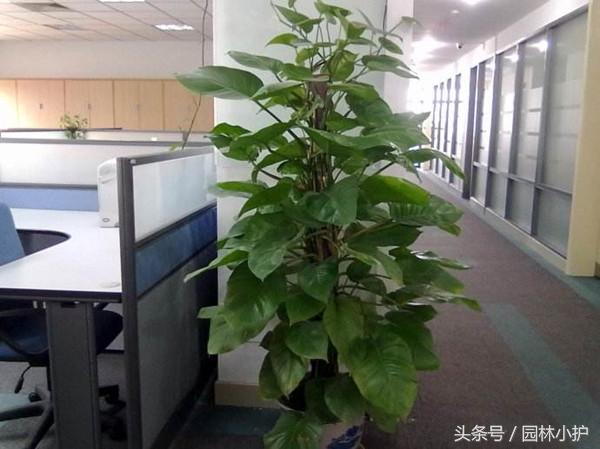 风水堂：办公室植物与五行相结合