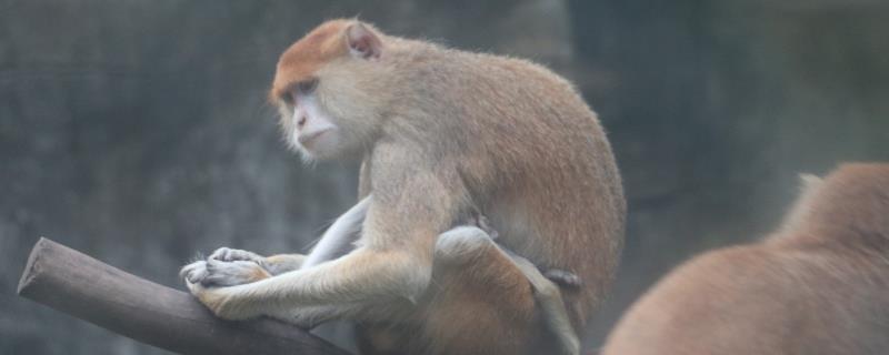 生肖婚配：生肖猴的最配属相是鼠、龙