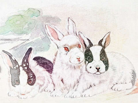 属兔和属羊的人合不合的生肖配对