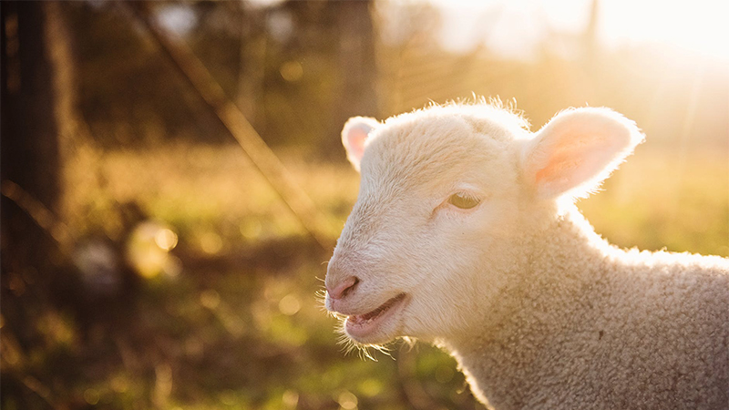 属羊葵羊的人性格特点及五行性格解析！